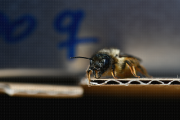 Osmia bicornis, insecte pollinisateur femelle, dans son abri